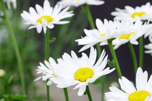chamomile in a green grass