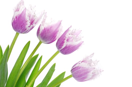 pink tulips on white background 