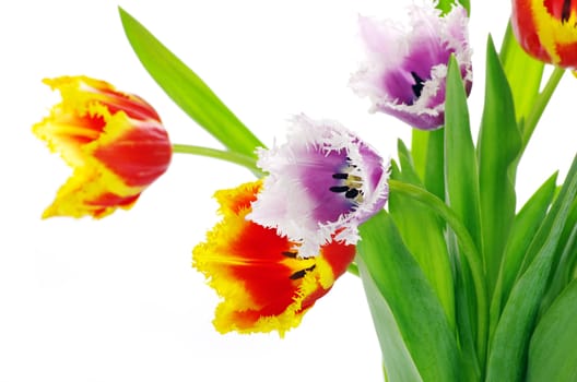 bouquet of the tulips on white background