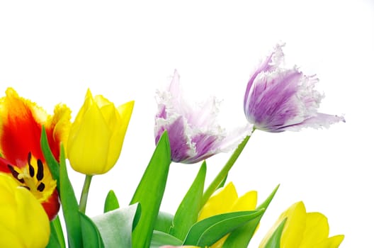 bouquet of the tulips on white background