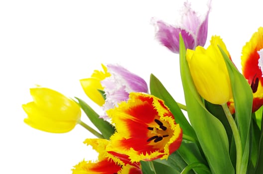 bouquet of the tulips on white background