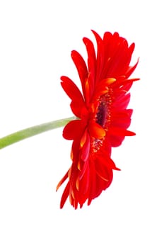 red gerbera flower closeup on white background