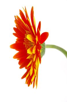 red gerbera flower closeup on white background