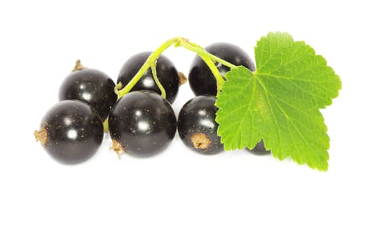 branch of black currant fruits isolated on white background