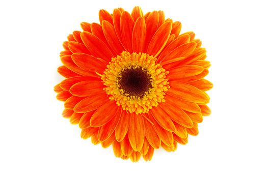red gerbera flower closeup on white background