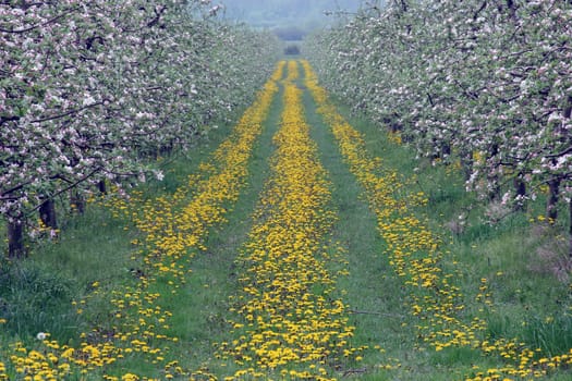 Blossoming apple garden in spring