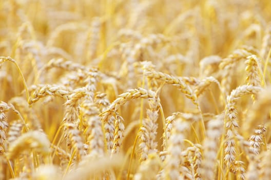 golden wheat field in summer