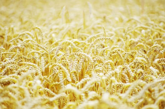 golden wheat field in summer