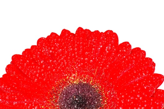 gerbera flower closeup on white background