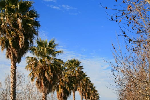 Row of tropical palms over blue sky.
