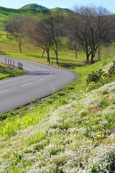 Scenic road in a park on a sunny day.
