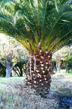 Small tropical palm tree in a park.
