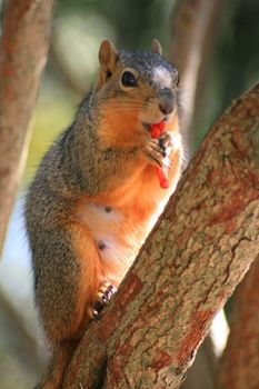 Close up of a squirrel eating cheese puff.
