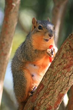 Close up of a squirrel holding cheese puff.
