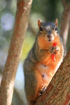 Close up of a squirrel holding cheese puff.
