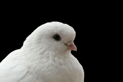 White dove isolated on a black background