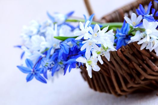 Blue bouquet of first spring flowers closeup