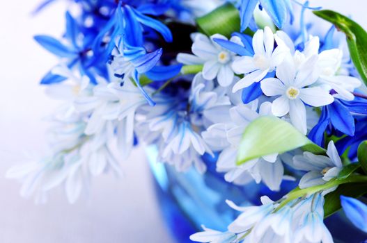 Blue bouquet of first spring flowers closeup