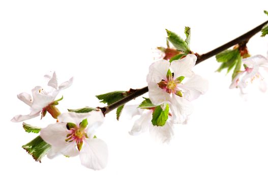 Branch with pink cherry blossoms isolated on white background