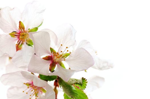 Macro of pink cherry blossoms isolated on white background