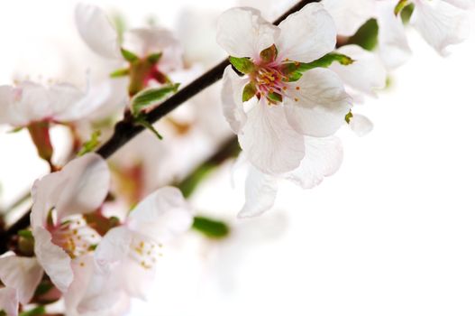 Macro of pink cherry blossoms isolated on white background