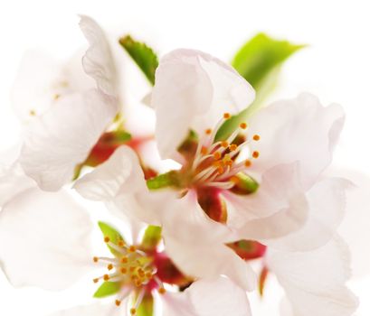 Macro of pink cherry blossoms isolated on white background