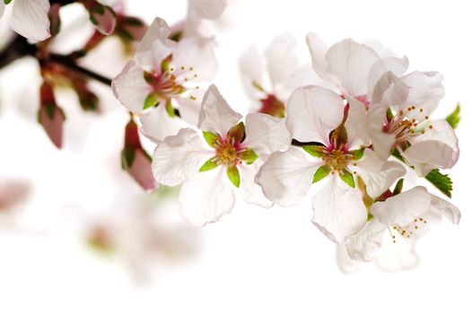 Macro of pink cherry blossoms isolated on white background