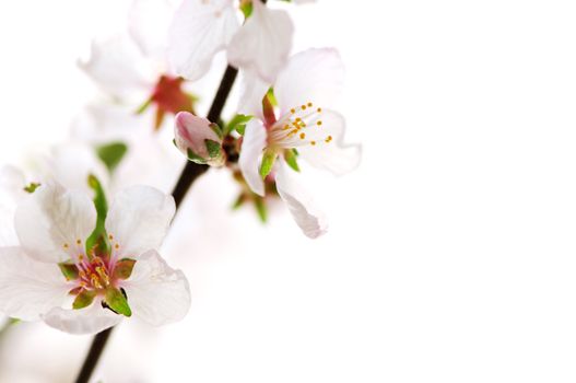 Macro of pink cherry blossoms isolated on white background