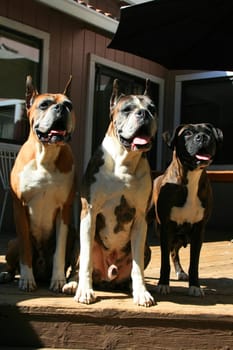 Close up of three cute boxer dogs.
