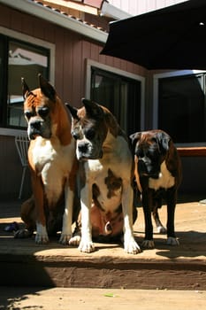 Close up of three boxer dogs looking down.

