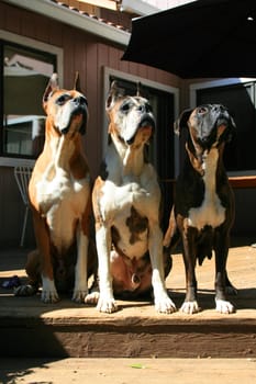 Close up of three boxer dogs looking up.
