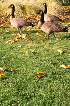 Three canadian geese resting in a park.
