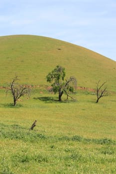 Hilltop with a group of trees over blue sky.
