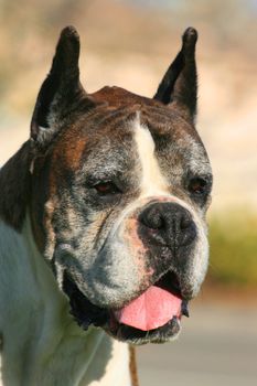 Portrait of a tired boxer dog outdoors in a park.
