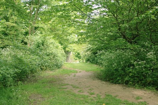 clearing in a densly wooded area of the countryside