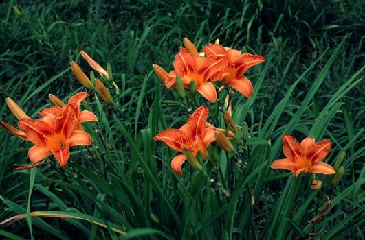 Day Lillies in spring.