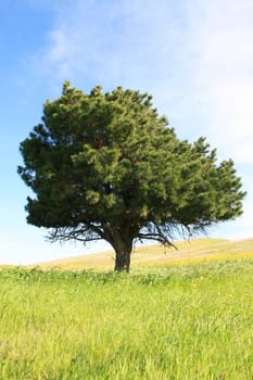 Single tree in a forest over blue sky.
