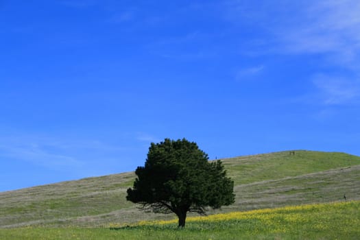 Single tree in a forest over blue sky.
