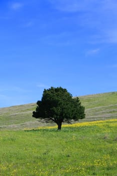 Single tree in a forest over blue sky.
