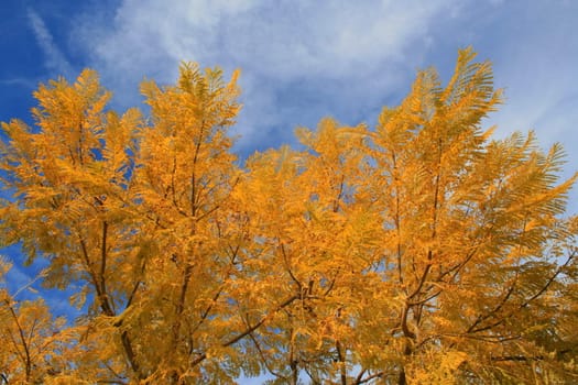 Maple tree with yellow leaves over blue sky.
