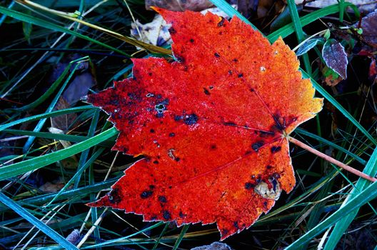 Maple leaf on frosting morning.