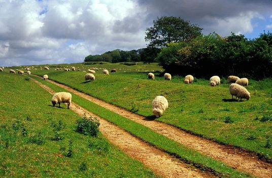 Sheep grazing near Badbury Rings, Dorset, UK