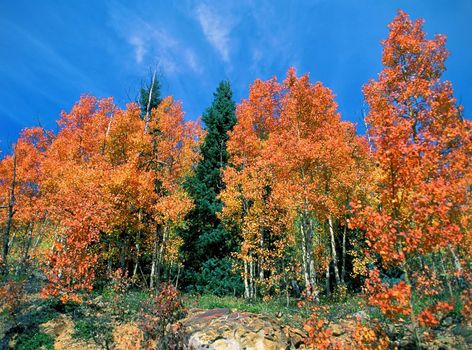 Fall scene in Colorado.