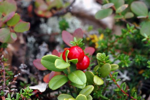 Wild Norwegian nature. A part of Hardangervidda. Norway 2006.