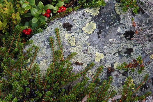 Wild Norwegian nature. A part of Hardangervidda. Norway 2006.