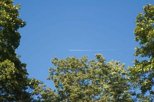 plane leaving a trail in a blue summer sky, framed by green trees