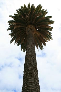 Tropical palm tree close up over sky.
