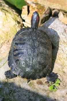 Close up of a turtle resting on a rock.
