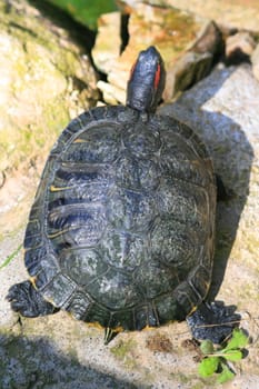 Close up of a turtle resting on a rock.
