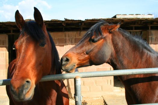 Two brown horses playing together in a farm.
